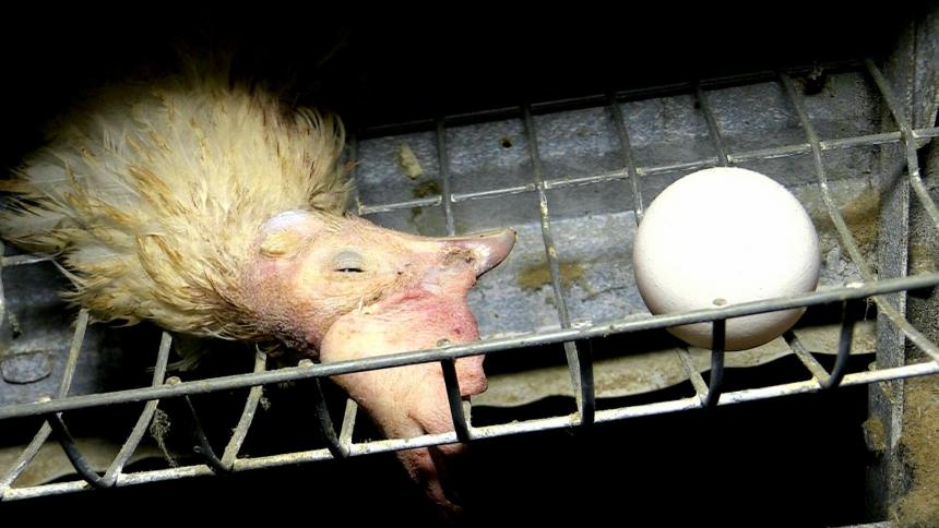 Wat er mis eieren? Antwoorden op de 9 meest gestelde vragen | Animal Rights