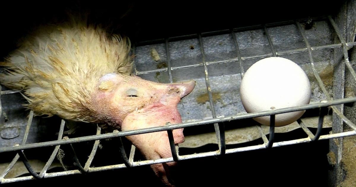 Faial zadel Promotie Wat is er mis met eieren? Antwoorden op de 9 meest gestelde vragen | Animal  Rights