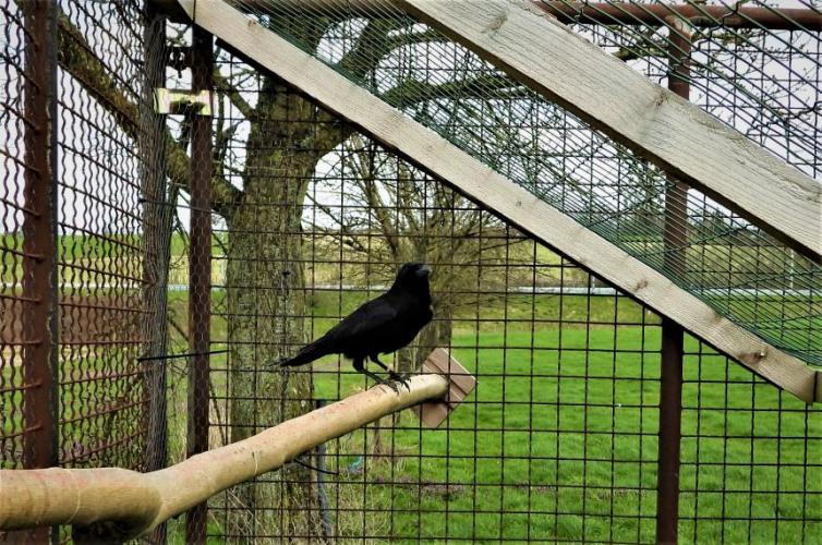 Levende vogels worden gebruikt in akelige vangkooien