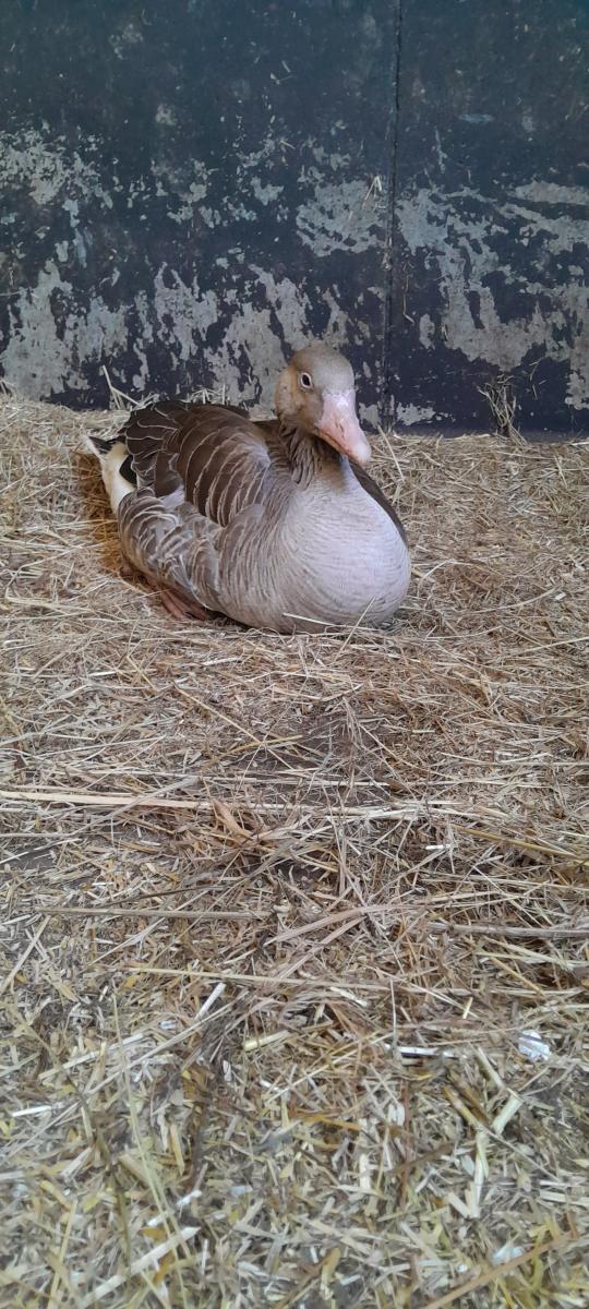 Gans Appeltje aan het ontspannen in zijn nieuwe verblijf